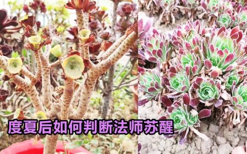 气温下降法师几天苏醒