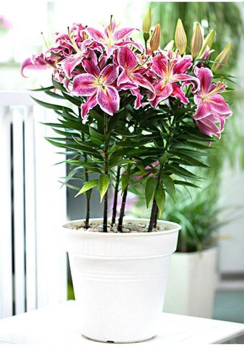 百合花的开花时间为什么不一致