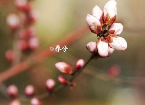 七绝苏醒为啥叫春分