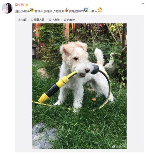 李小冉的狗是什么品种