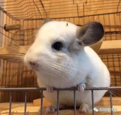 为啥龙猫喜欢靠着人睡