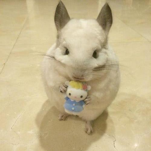 养龙猫寓意