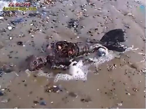 美人鱼死掉的过程