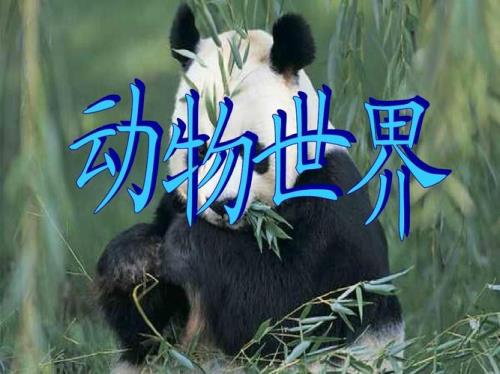 什么的动物世界填空
