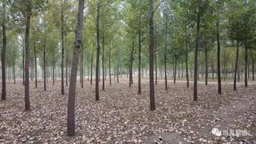 杨树林适合套种植什么作物