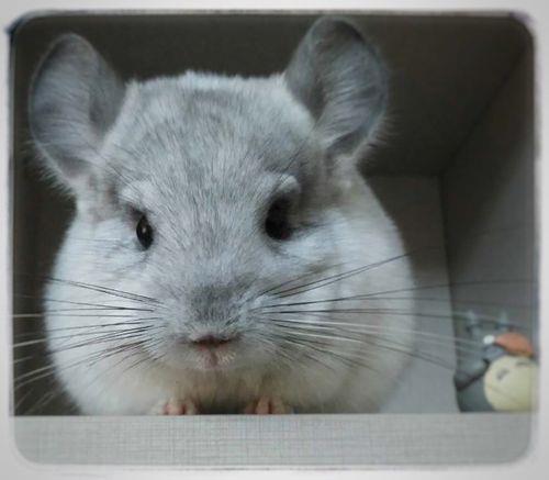 龙猫的别称是什么
