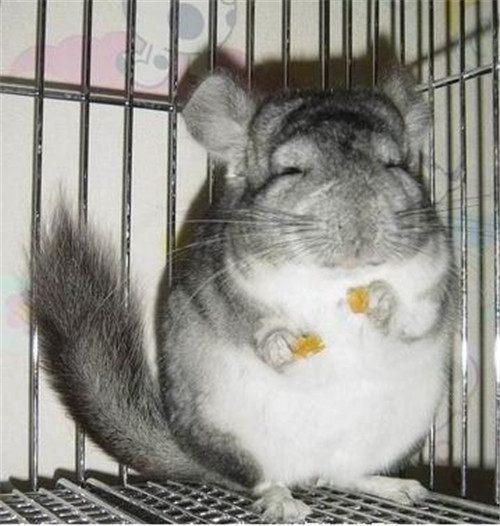 龙猫是什么梗