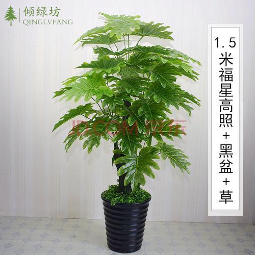 福星高照花养护方法