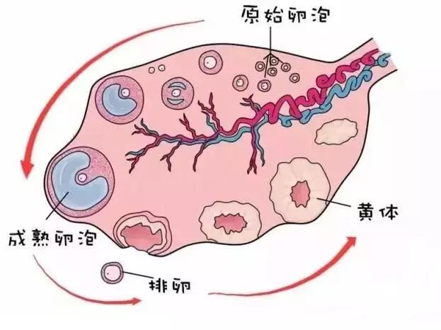 什么叫排卵期？月经不规律怎么测排卵?