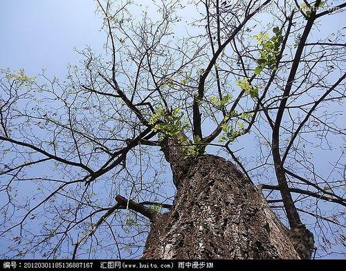 枯木逢春破镜重圆什么意思