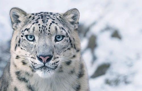 雪豹的介绍