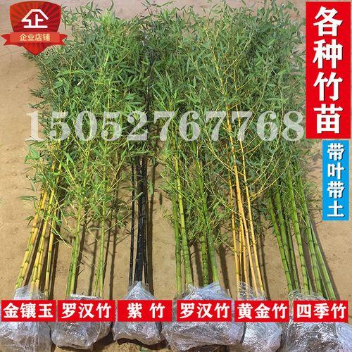 关中地区庭院种植什么植物好