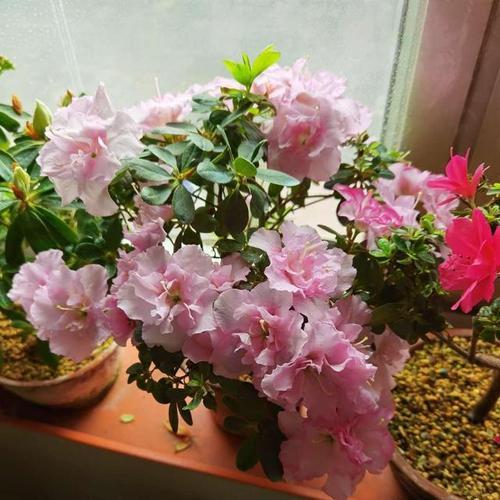 三种最便宜的杜鹃花