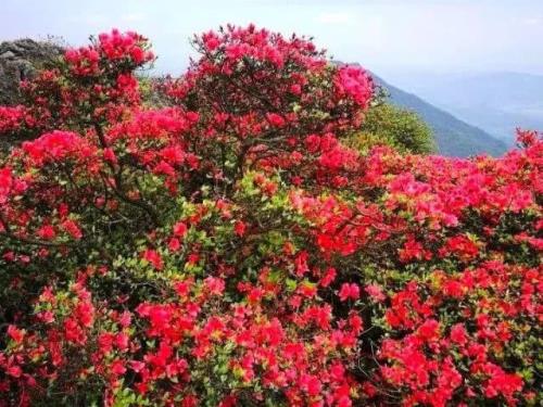 杜鹃花为什么是禁花