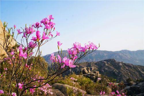 天峡山风景区杜鹃花观看最佳时间