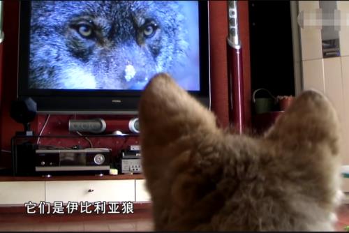 从小被狼养大的孩子电视剧