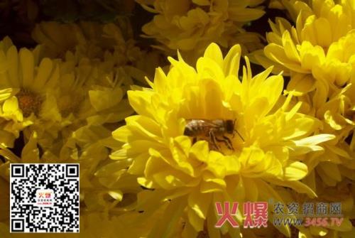 九月菊初下怎么管理