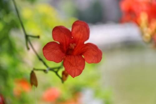 凌云彻与凌霄花有什么关系