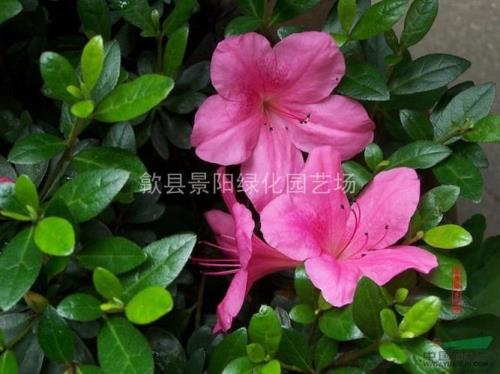 皋月杜鹃和比利时杜鹃哪个好