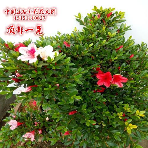 五彩杜鹃的优缺点