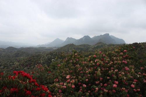 百里杜鹃哪几个景区最精华