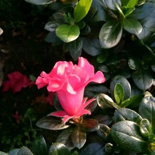 花钟杜鹃什么时间开花