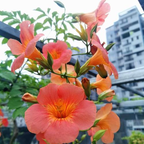 凌霄花招蛇是什么原因