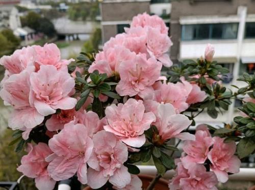 杜鹃花一直生长怎么办