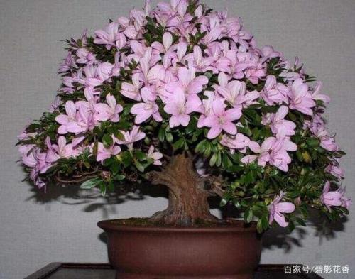 冬天杜鹃怎么保湿最好