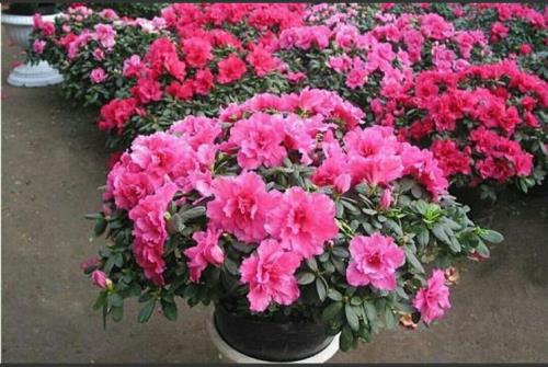 杜鹃花北方可以地栽吗