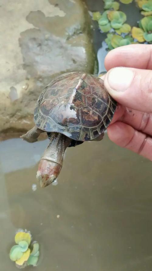 请教黄喉和小青苗的区别
