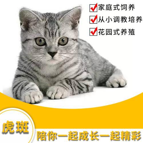 银渐层和虎斑配出来的猫可以取什么名字