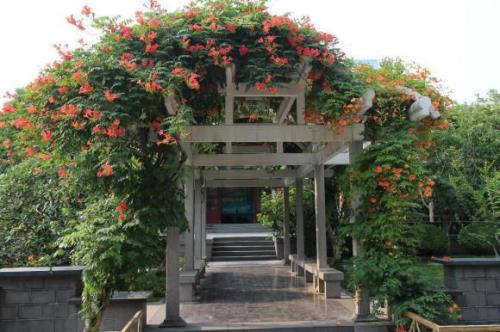 凌霄花四季生长特点