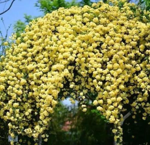 木香和凌霄哪个好