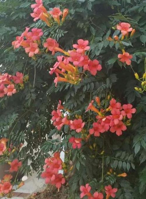 凌霄花哪种颜色更漂亮