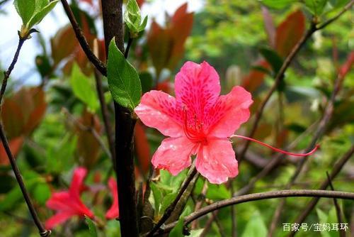 什么的杜鹃花填空