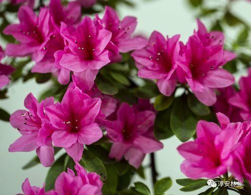 孕妇可以闻杜鹃花吗
