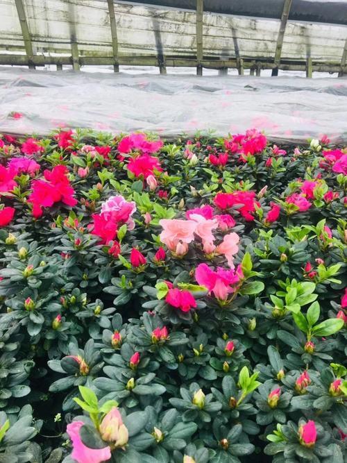 一斤黄杜鹃花可以泡多少酒