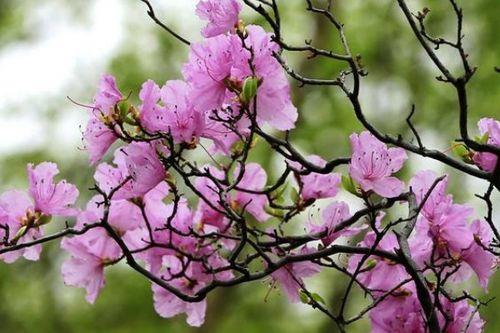 杜鹃花是否会致癌