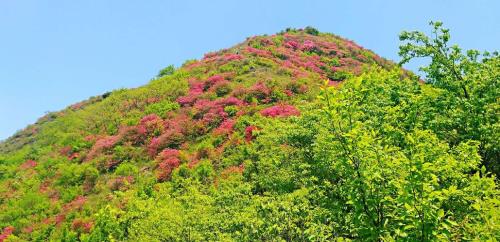 漫山遍野的杜鹃花像什么