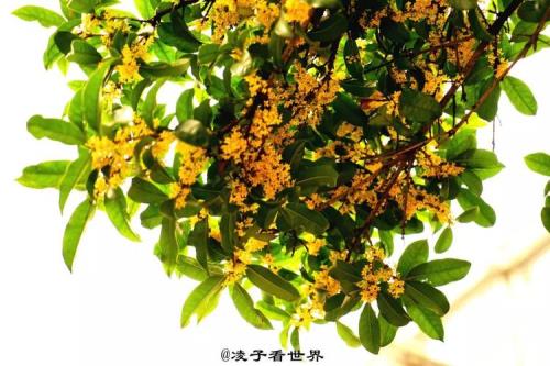 古代象征功名的花