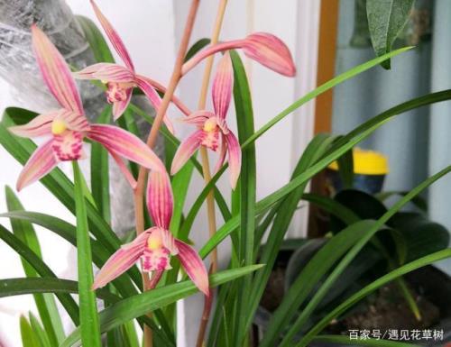 东方青仓什么时候爱上小兰花