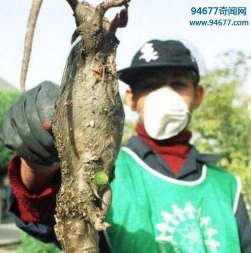 亲爱的生命核辐射后续第几集