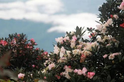 北海能种杜鹃花吗