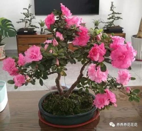 冬天买杜鹃花能过冬吗