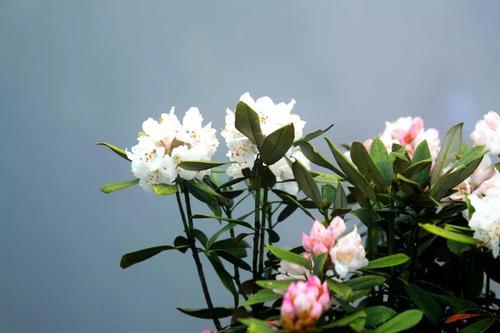 你闻,今晚的风是杜鹃花香什么意思