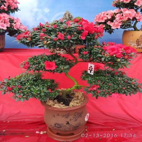 西洋杜鹃除甲醛能力强吗