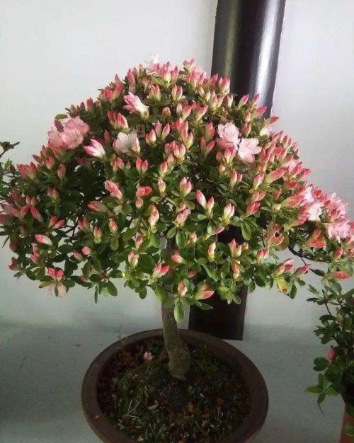 杜鹃花谢后多长时间浇水
