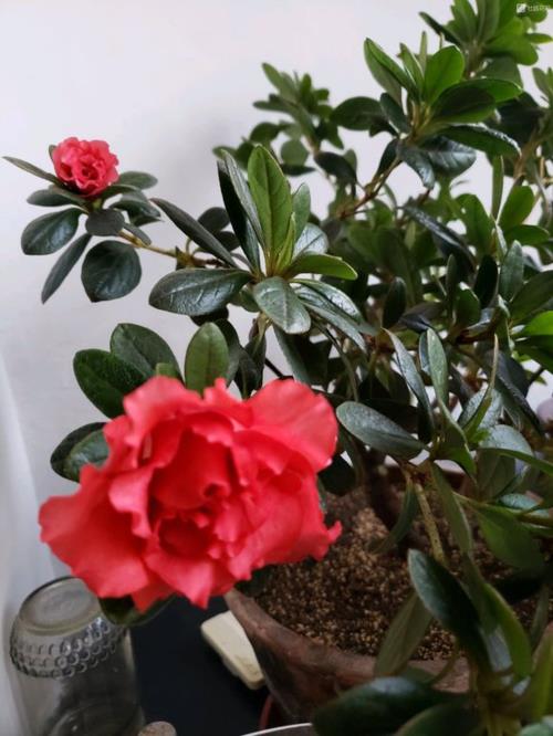 杜鹃花开花后的养护
