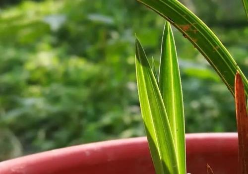 小兰花掉水里第几集